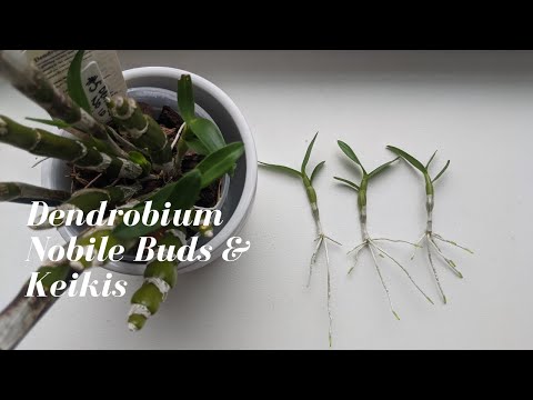 Video: Dendrobium: care and reproduction