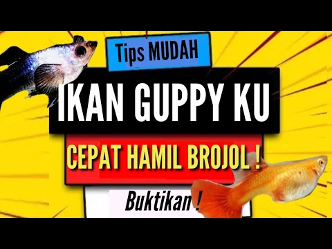 Cara Agar Ikan Guppy Cepat Hamil dan Beranak