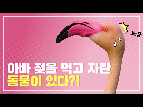 [<strong>천재교과서</strong> 과학] 아빠 젖을 먹고 자라는 동물들도 있대!
