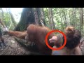 El orangután agarra a la mujer por el brazo. Un rato después, todos respiran de alivio