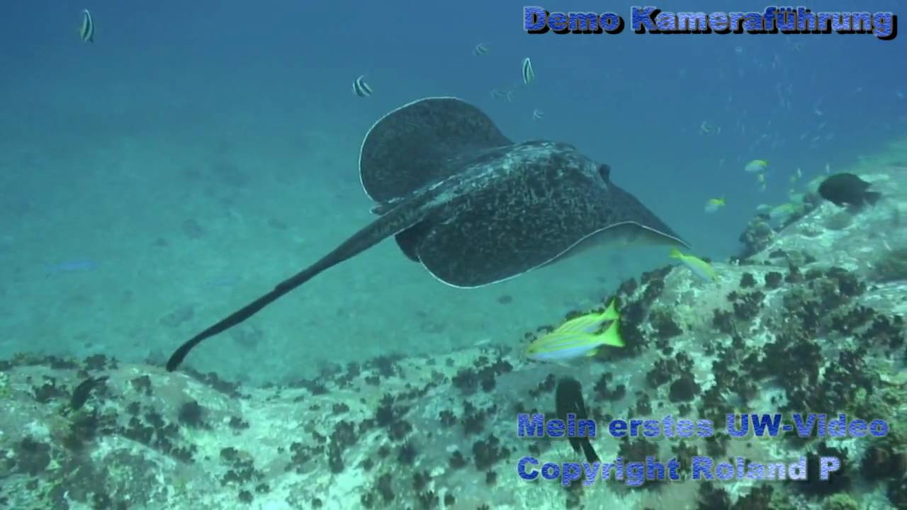 Demo-Kameraführung. Erste Versuche mit Video im Wasser auf den Seychellen
