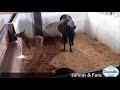 Caspian foal finds and plays with light