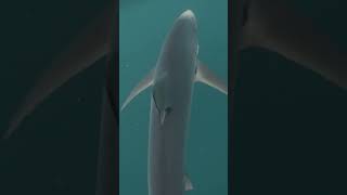 Chilled Blue Shark In The Uk