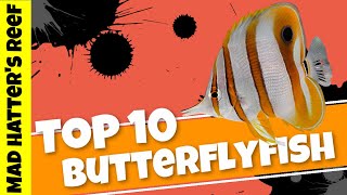 Top 10 Butterflyfish for Your Fish Only With Live Rock Tank