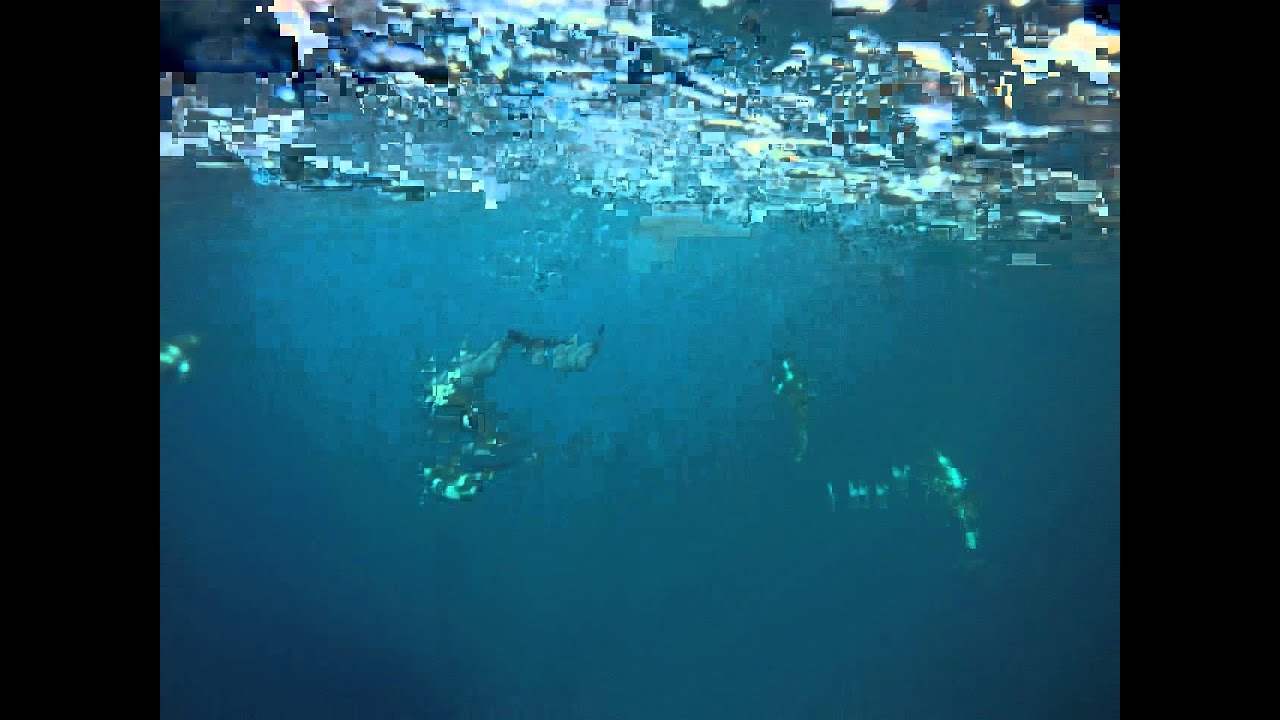 Dolphins - Tonga 6 Jul 2011