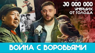 Как Война С Воробьями Привела К Великому Китайскому Голоду | Сортировочная