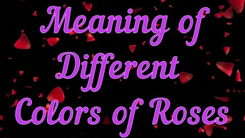Meaning of Different Colors of Roses - What do different rose colors symbolize? - DayDayNews