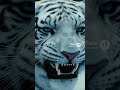 A Vampire Tells a Polar Tiger to Hand Over the Child… “You’re Free to Go”