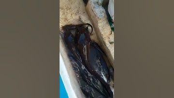 Câu cá sông mương chuối.