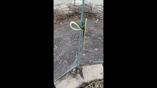 Plant Fake Snakes in your Garden - Scare Birds Away from Newly Planted Seed Areas and Fruit