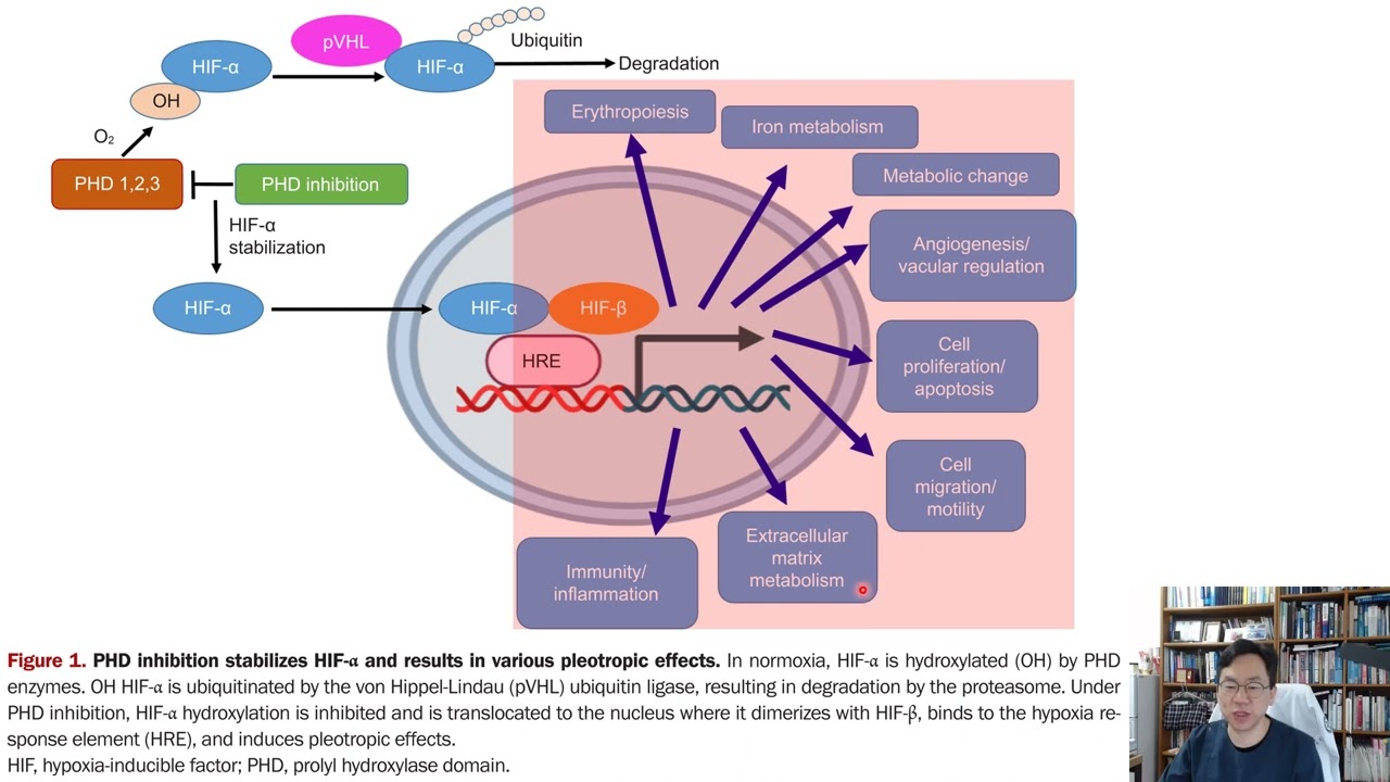 204.[20230312]Pleotropic effects of HIF prolylhydroxylase domain inhibitors