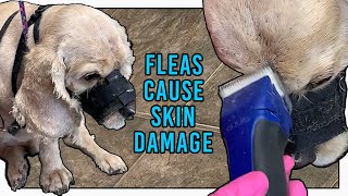 Download Lagu Fleas Ruined My Skin It Hurts To Groom MP3