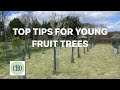 Top tips for young fruit trees