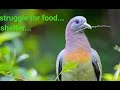 Pigeon  birds  struggle  food  shelter ggpk