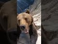 Man vs Bear… Final Kick Wins / 남자 vs 곰… 마지막 발차기 승리 / 男 vs 熊…最後の一撃で勝利 ONE TAKE REAL AI 4K!!!