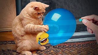 😍🐱 So Funny! Funniest Cats and Dogs 🤣🤣 New Funny Animals 2024 # 7