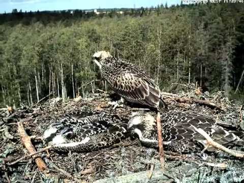 eesti energia Osprey nest - Chick