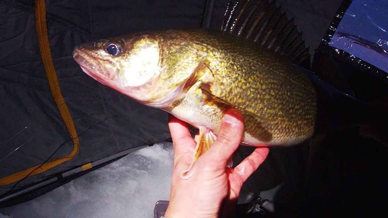 Walleye and Whitefish Ice Fishing Green Bay 1-12-2026
