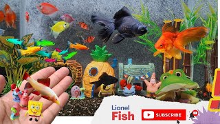 Collection of Cute Animals Videos, Redfin Shark, Goldfish, SpongeBob, Danio Fish, Sumatran Fish,Frog