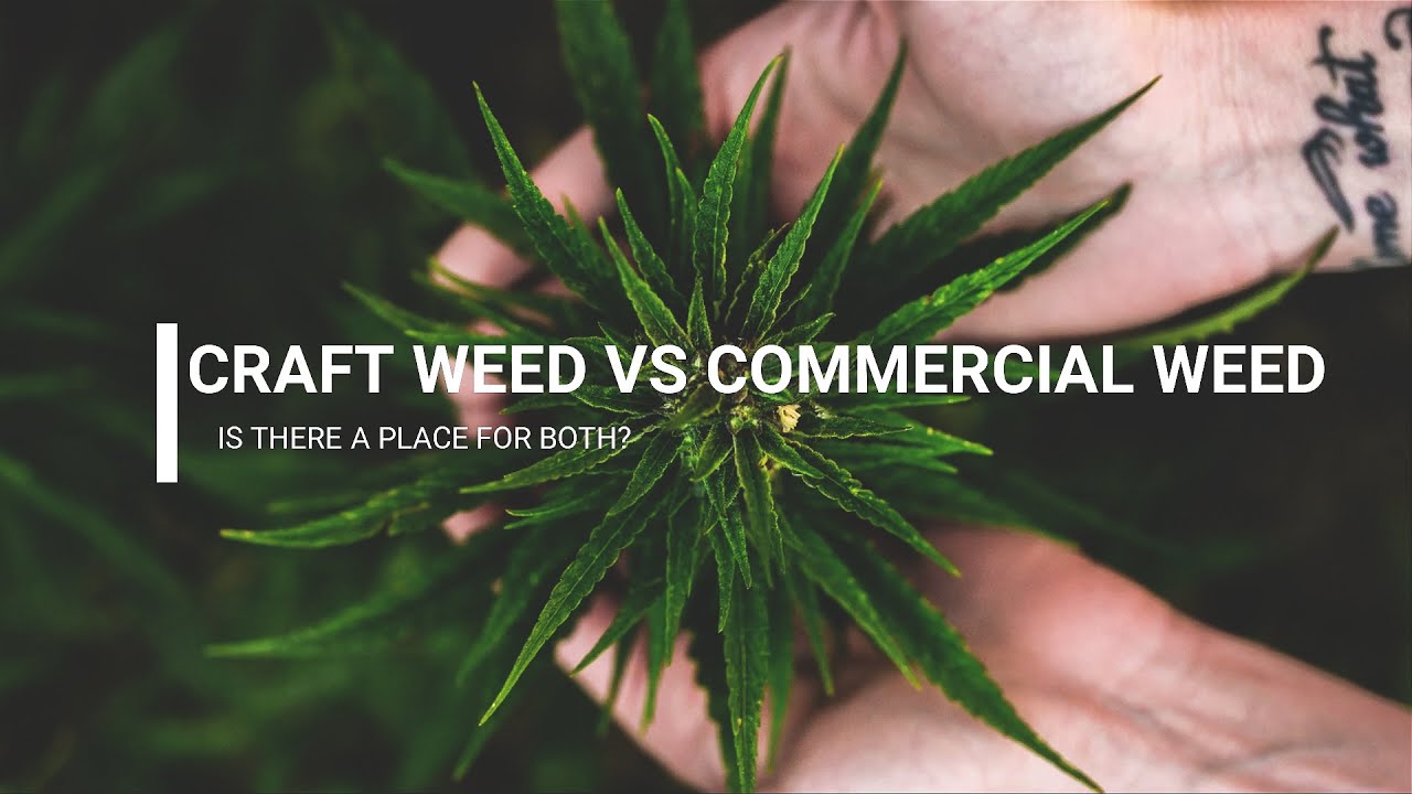 Craft Weed vs. Big Commercial Weed