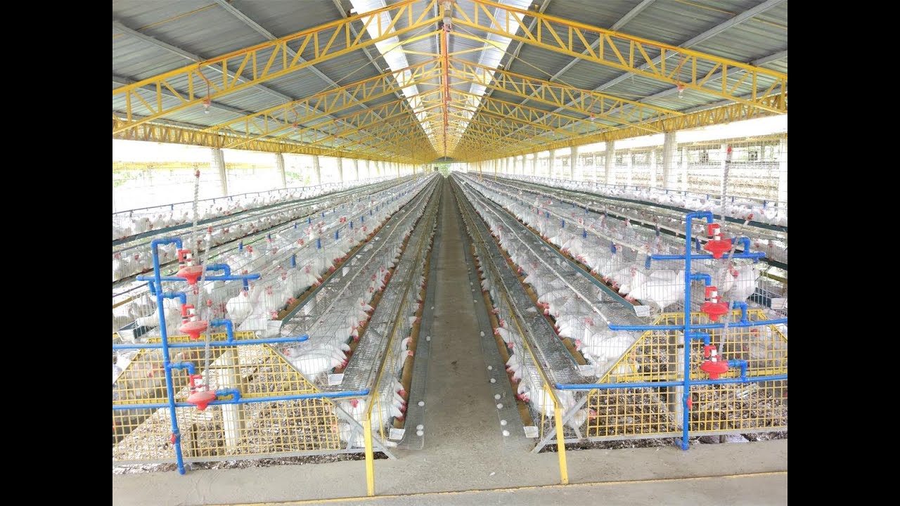 Manual Layer Cage Display 2 - HIGHTOP Poultry Equipment
