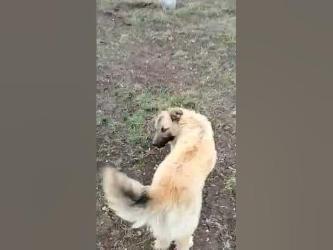 #собака #собакабарабака #собакаулыбака #спайк - YouTube