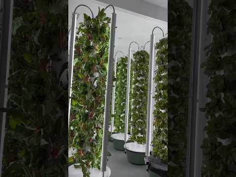 Vídeo: Greenhouse Herb Gardening - Usando uma estufa para o cultivo de ervas