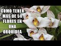 7 Consejos para Tener una Orquídea con Más de 50 Flores