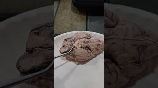 NDSCS BIOL 220L Sheep Brain Dissection