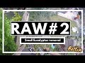 Raw#2 Eucalyptus Removal (worlds biggest)