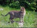 Animal Planet  : Cats 101 ~ Ocicat の動画、YouTube動画。