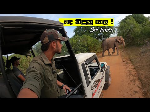 Yala Safari Elephant Encounter Sri Lanka Safari තව ප ඩ ඩ න අල ය ද නව Shot එක