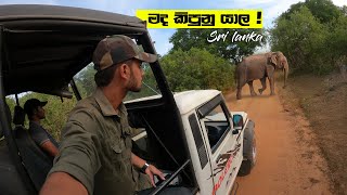 Yala Safari | Elephant encounter | Sri lanka | Safari තව පොඩ්ඩෙන් අලියා දෙනවා shot එක