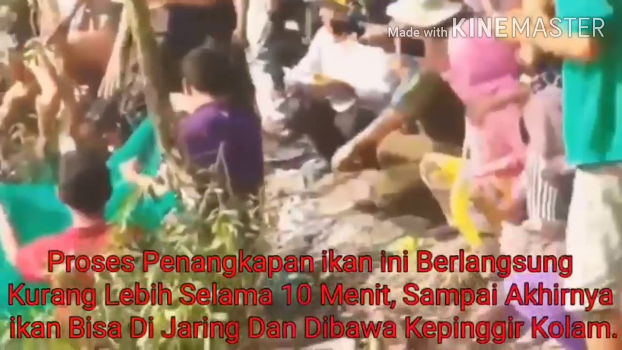 Mengolah Kijing Besar Air Tawar - IKAN HIAS BESAR AIR ...