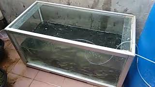 Ternak lele konsumsi di aquarium