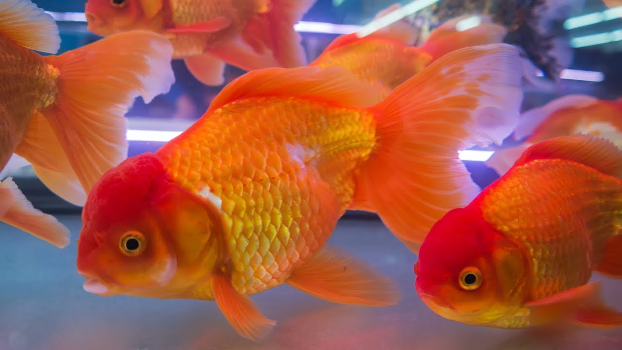 Beautiful Goldfish swimming | Best Fish Tank | Relaxing Video Water ...