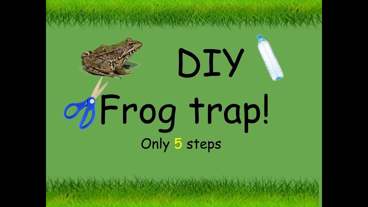 DIY frog trap I 5 easy steps YouTube