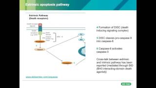 A Question of Life or Death - Differentiating Healthy and Apoptotic CellsAL