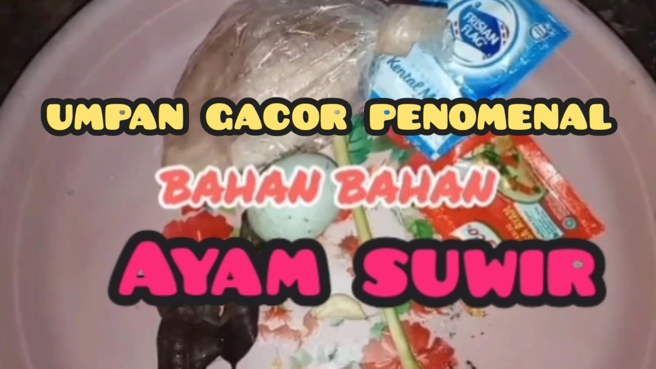 racikan umpan jitu ayam suwir harian dan galatama lele