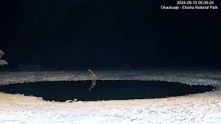 Okaukuejo Resort, Wildlife Waterhole: Live camera stream in the Etosha National Park in ...