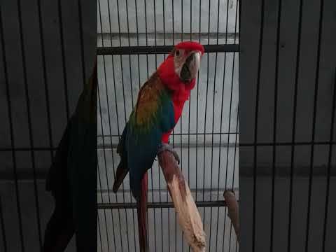 RED  PARROT Video #greetings,