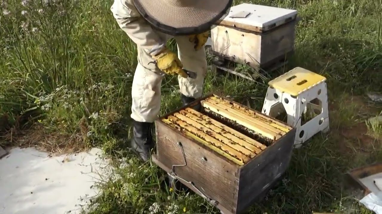 Εύκολη δημιουργία παραφυάδων ! και εύκολο ανέβασμα ορόφων στα μελίσσια ! άνοιξη 2022