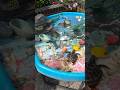 Ocean small world #oceanlife #sensoryplay #playfullearning #learningthroughplay