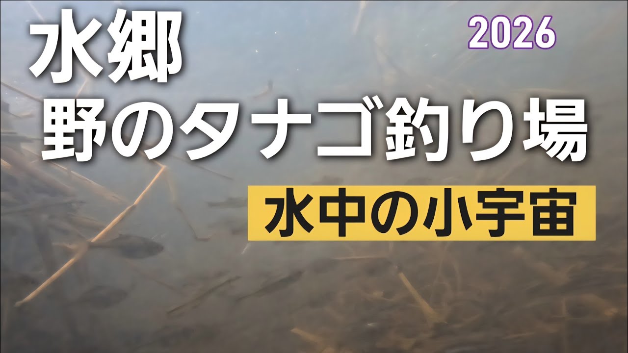 [タナゴ釣り]野のタナゴ釣り場水中映像～水中の小宇宙～#タナゴ釣り#タイリクバラタナゴ