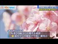 愛宕神社で早咲きの河津桜が満開迎える