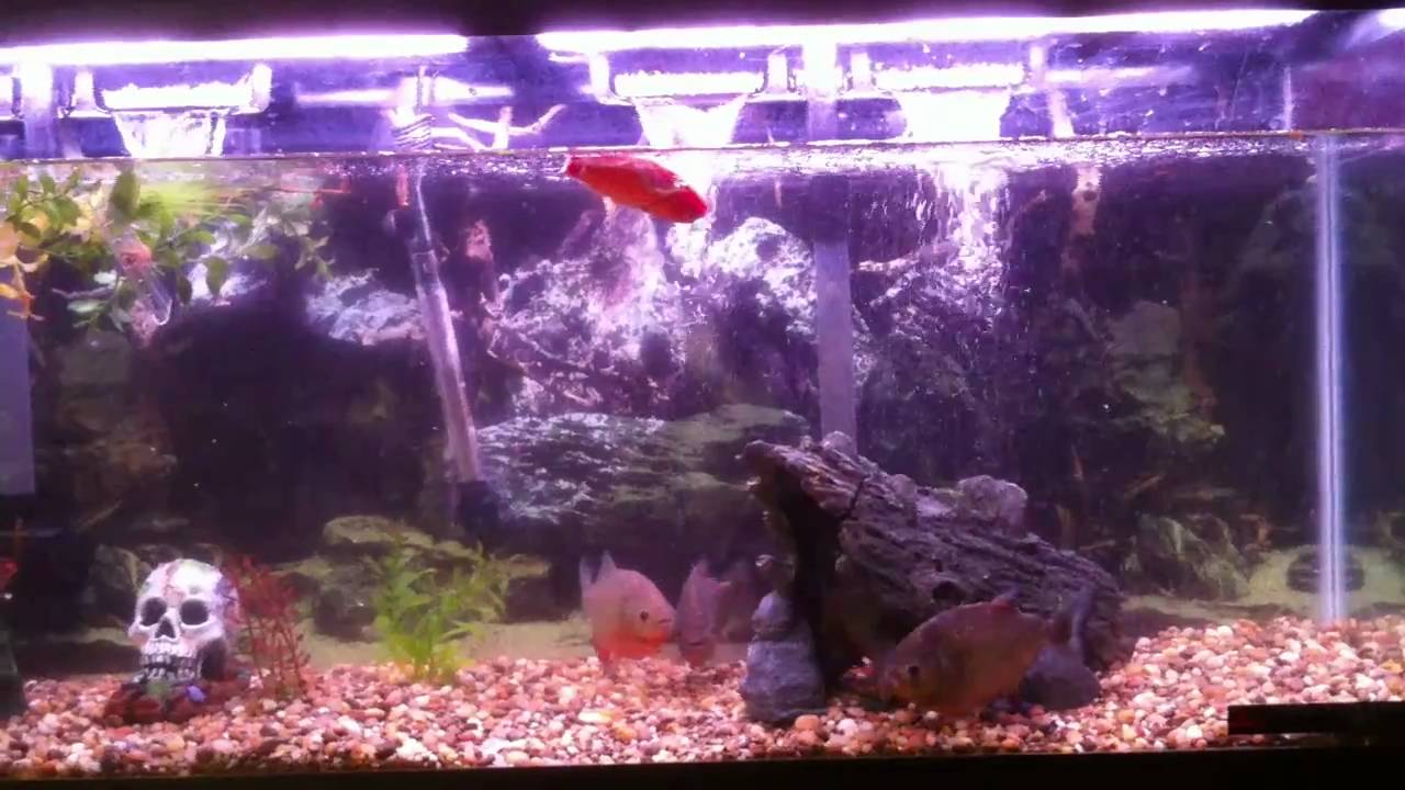 Oscar fish vs piranha