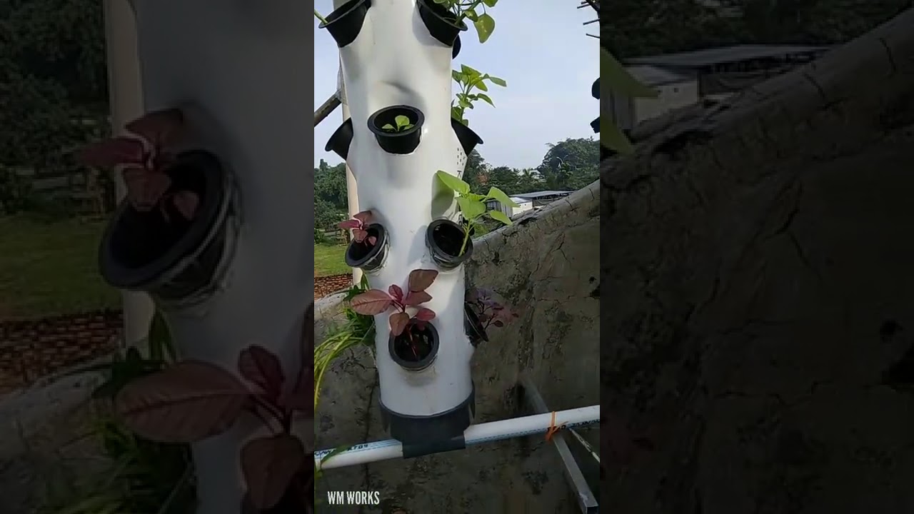 iHidroponik Toweri sederhana YouTube iHidroponik Toweri sederhana YouTube