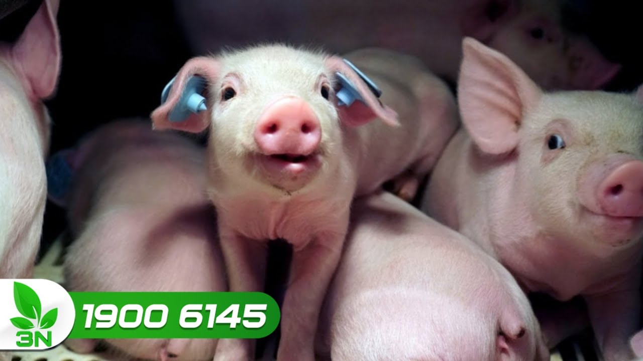 Cứu đàn lợn con bị viêm ruột tiêu chảy ghép cầu trùng I VTC16