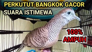 PERKUTUT BANGKOK GACOR SUARA ISTIMEWA UNTUK PANCINGAN SEMUA PERKUTUT