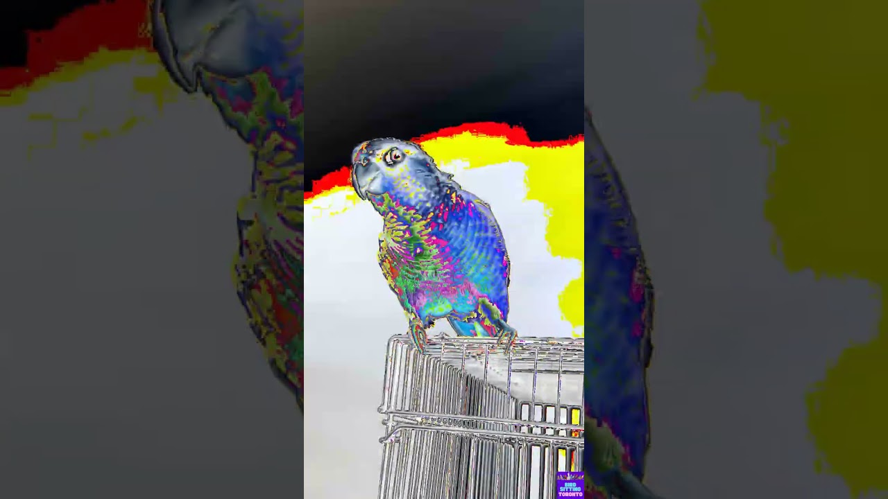 Sunshine's boarding recap with Bird Sitting Toronto